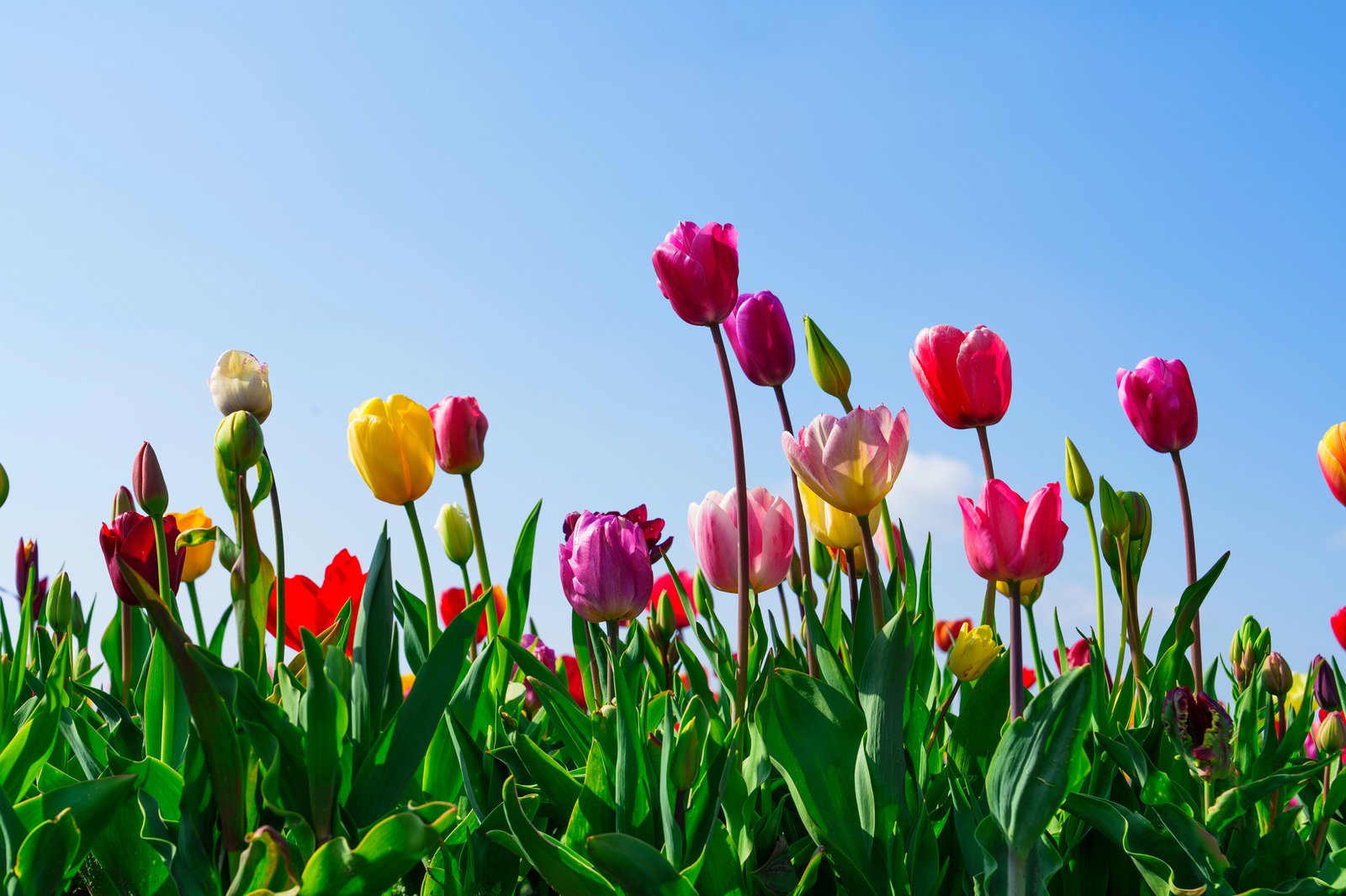 Field of tulips, Tulip mania