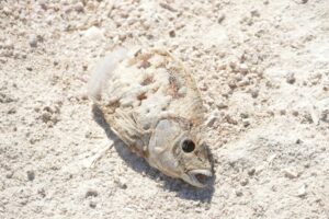 Sea dying of pollution and lack of oxygen. Dead fish on beack