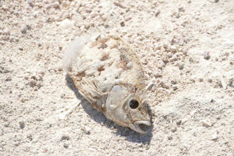 Sea dying of pollution and lack of oxygen. Dead fish on beack