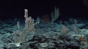 Deep-sea coral community photographed by ROV on Wagner Seamount in the Pacific