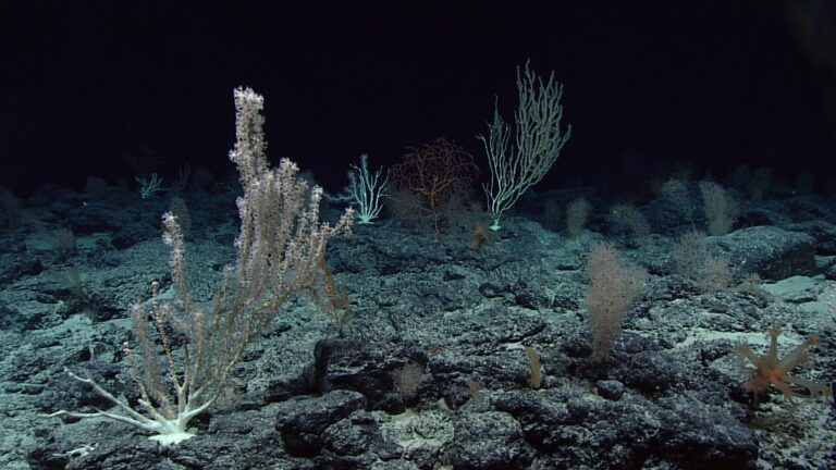 Deep-sea coral community photographed by ROV on Wagner Seamount in the Pacific